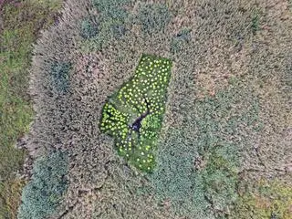 Policjanci zlikwidowali trzy nielegalne plantacje marihuany