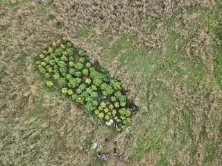 Policjanci zlikwidowali trzy nielegalne plantacje marihuany