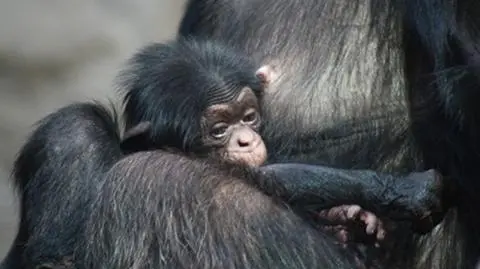 Pierwszy szympans urodzony w warszawskim zoo