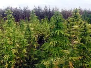 Policjanci zlikwidowali trzy nielegalne plantacje marihuany