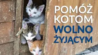 Ratusz apeluje o wsparcie wolno żyjących kotów