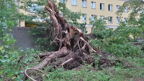 Drzewo powalone przez wiatr zniszczyło policyjne samochody