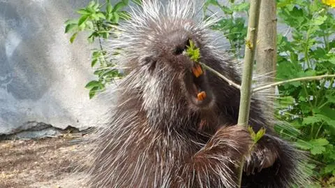 Willson ma nowe lokum. "Dziarsko ruszył na podbój swoich włości"