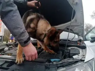 Płoccy policjanci zatrzymali cztery osoby podejrzane o handel narkotykami