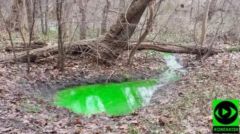 "Fluorescencyjne" jeziorko w rezerwacie przyrody