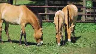 Zoo prowadzi działalność naukowo-badawczą