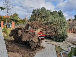 Drzewo przygniotło nowy samochód na Białołęce