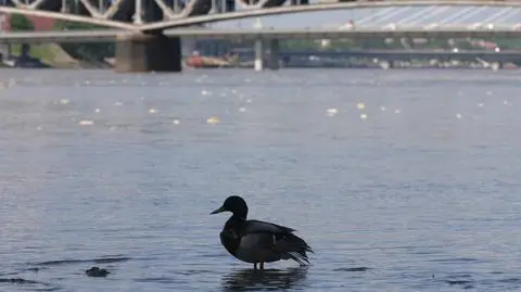 Plaże pod wodą. Święto Wisły odwołane