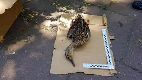 Martwe ptaki w Ursusie. Na miejscu zatruta karma