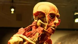 Wystawa "Body Worlds"