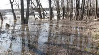 Podnosi się poziom wody w Wiśle