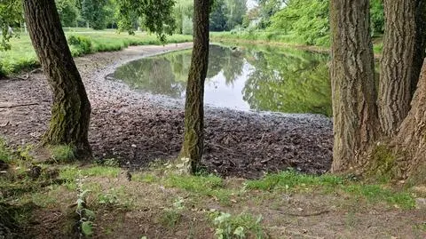 W stawie na terenie Parku Sieleckiego opadła woda