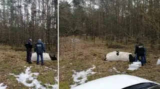 Funkcjonariusze wspólnie z leśnikami odnaleźli agresywne zwierzę