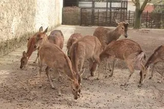 Jelenie Sika jedzą żołędzie