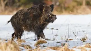 Kolejne przypadki ASF u dzików w pobliżu Warszawy 