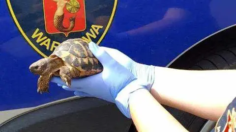 W ogrodzie zastali nietypowego gościa. Wygrzewał się na słońcu