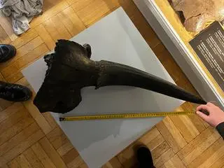 Marcel znalazł w Wiśle fragment czaszki prażubra