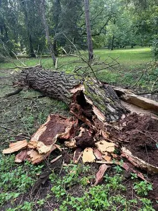 Łazienki Królewskie po nocnej nawałnicy