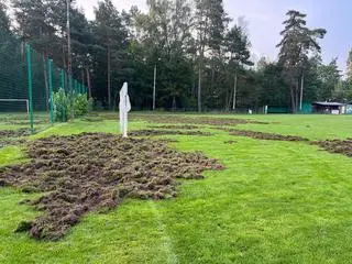 Dziki uszkodziły boisko klubu Advit Wiązowna