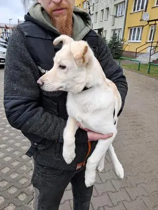 Półroczny szczeniak Leon został wyrzucony przez okno