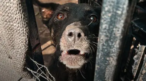 Psy zagryzały się nawzajem