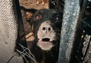 Dramat zwierząt pod Warszawą. "Psy, tak jak ludzie, czasem się zabijają"