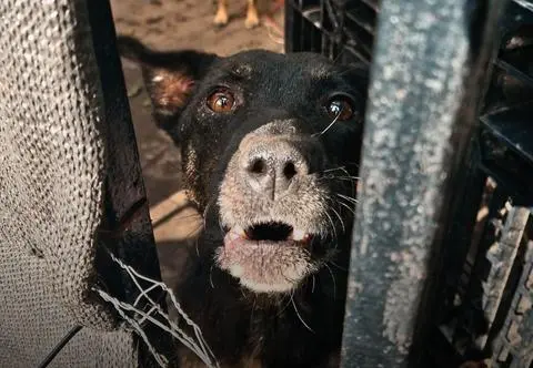 Dramat zwierząt pod Warszawą. "Psy, tak jak ludzie, czasem się zabijają"