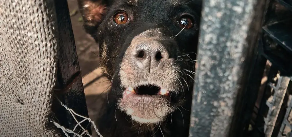 Dramat zwierząt pod Warszawą. "Psy, tak jak ludzie, czasem się zabijają"