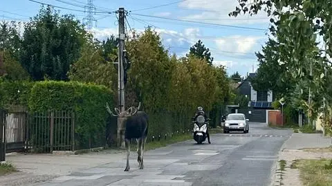 Łoś spaceruje po Nowej Iwicznej