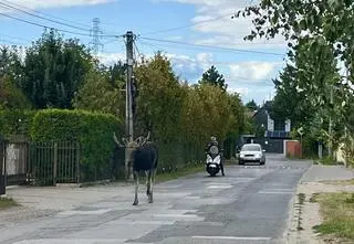 Łoś spaceruje po okolicy. Ostrzeżenie dla mieszkańców