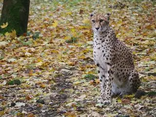 Wilma w warszawskim zoo