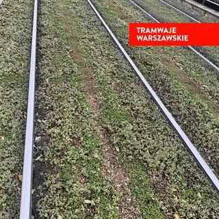 Rozjeżdżony rozchodnik na torowisku 