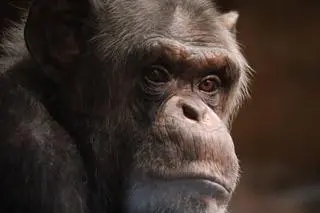Warszawskie zoo świętuje 40. urodziny szympansa Szymona
