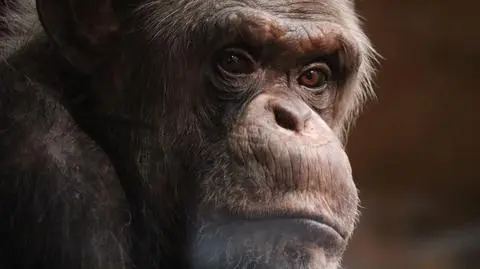 Warszawskie zoo świętuje 40. urodziny szympansa Szymona