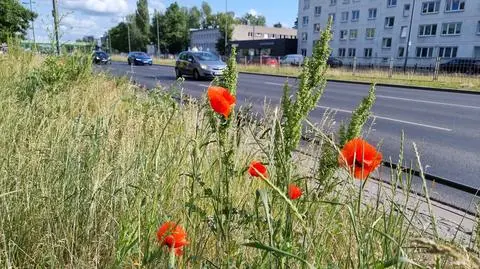Od lat ograniczają koszenie. Ciągle muszą tłumaczyć dlaczego