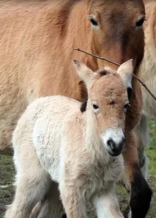 W warszawskim zoo urodziła się klaczka konia Przewalskiego