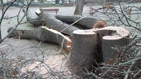 "Ochocka masakra piłą tarczową". Ciąg dalszy sporu o drzewa