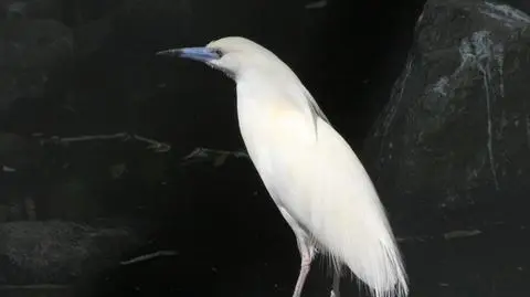 Para czapli malgaskich zamieszkała w zoo