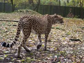 Wilma w warszawskim zoo