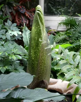 Dziwidło olbrzymie w Ogrodzie Botanicznym UW