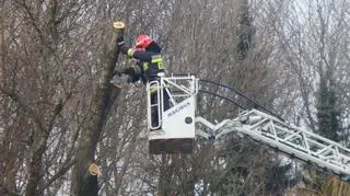 Straż usuwa konar przy Wisłostradzie