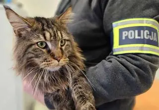 Kradzież kota wartego 12 tysięcy złotych