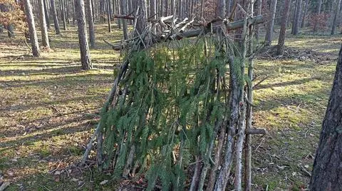 Ktoś zbudował szałas z samosiewu sosen