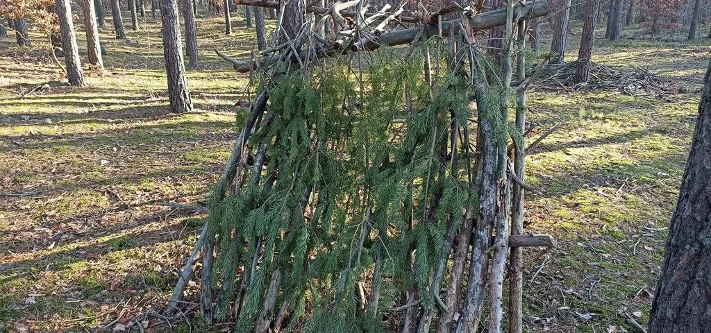 Pościnał wierzchołki młodych sosen na szałas