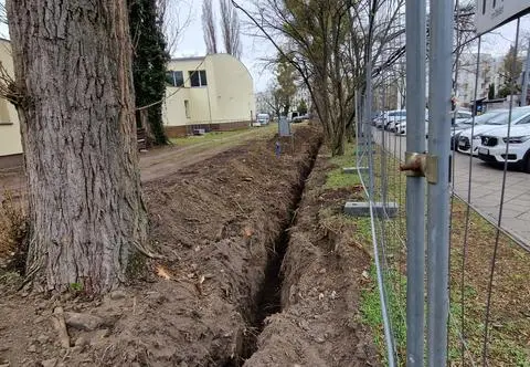 Usuwali stare ogrodzenie, uszkodzili korzenie drzew. Będą kary