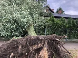 Drzewo przewróciło się na dom w Żyrardowie 