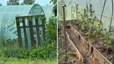 Zamiast warzyw w tunelach rosła marihuana