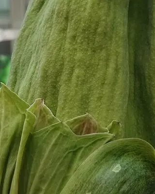 Dziwidło olbrzymie w Ogrodzie Botanicznym UW