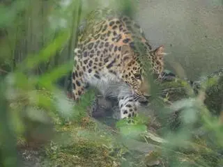 Do warszawskiego zoo przyjechała nowa mieszkanka – samica lamparta amurskiego 