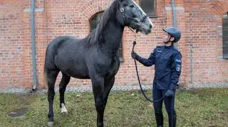 Nowe konie w służbie stołecznej policji
